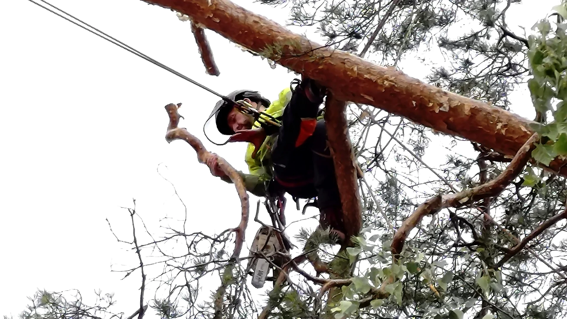 Arborist i Sörmland